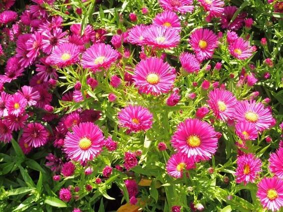 Aster dumosus " Jenny " - astra, hvězdnice Zahradnictví Krulichovi - zahradnictví, květinářství, trvalky, skalničky, bylinky