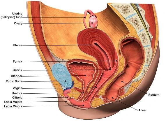 The Basics of Endometrial Cancer