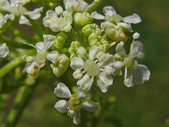 Obrázek - Conium maculatum (bolehlav plamatý) | BioLib.cz