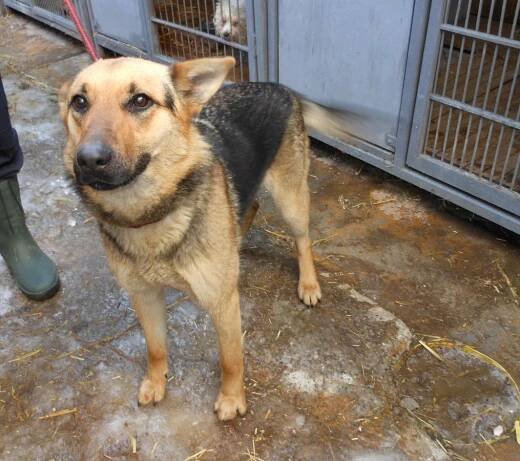 Psi k adopci z útulků, azylů a neziskových organizací