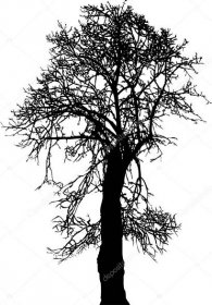Stáhnout - Silueta stará Lípa strom zimní, vektorové ilustrace — Ilustrace