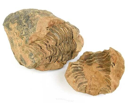 Zkamenělý trilobit Calymene z Maroka (positiv a negativ) 148g - naturshop.cz
