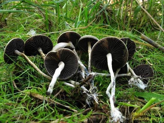 Lysohlávka tajemná česká - Psilocybe serbica var. bohemica - Kudluv fotoatlas hubKudluv fotoatlas hub