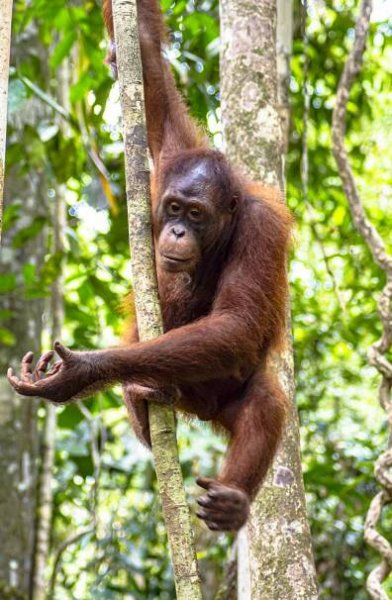 Sabah & Sarawak (Borneo) | Rund um die Welt