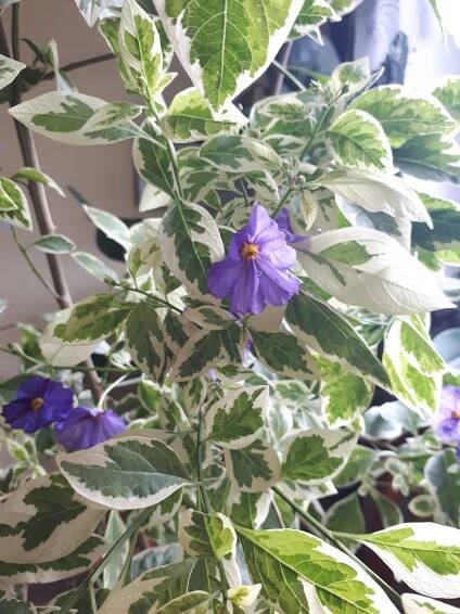 Pokojovky: Hořcový stromek panašovaný - Lycianthes rantonnetii, syn. Solanum rantonnetii.