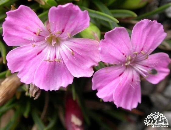 Dianthus microlepis - Botanické zahradnictví Holzbecher