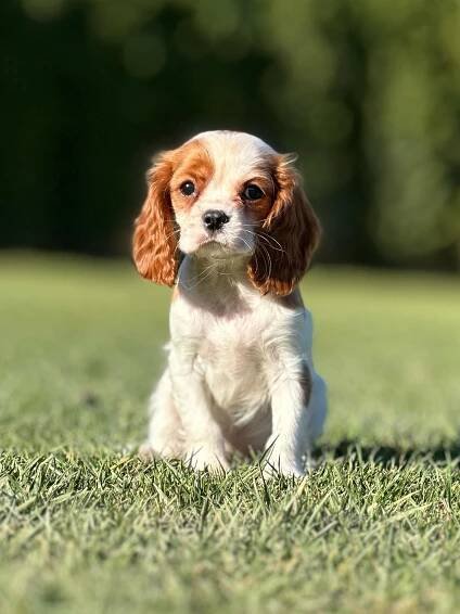 cavalier kings082