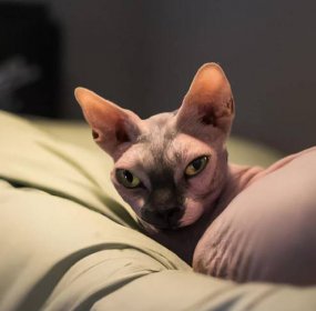 Are Male Don Sphynx Cats Rare?