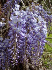 Diskusní fórum: wisteria floribunda 1