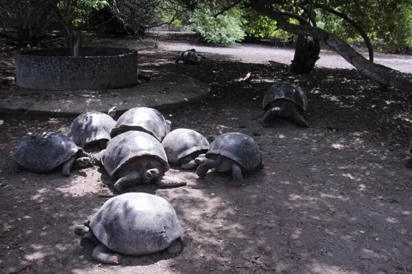 Chovná stanica korytnačiek - Isla Isabela - Galapágy