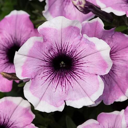 Surfinia Petunia LAVENDER BLUSH – sazenice