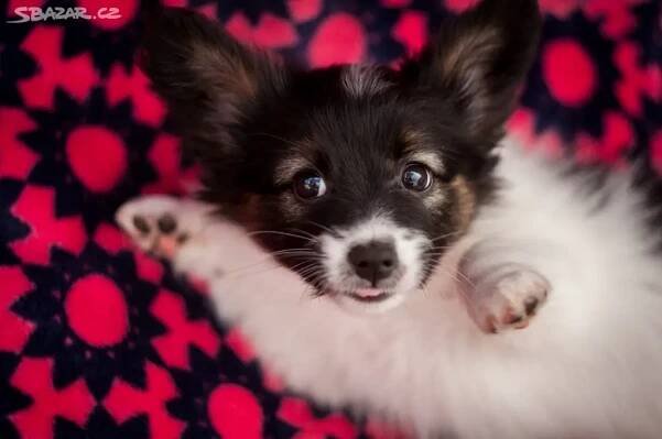 Papillon s PP