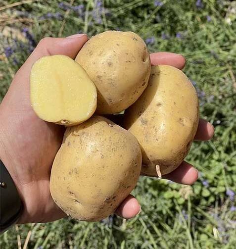 Brambory Colomba, varný typ AB – Farma Harvan
