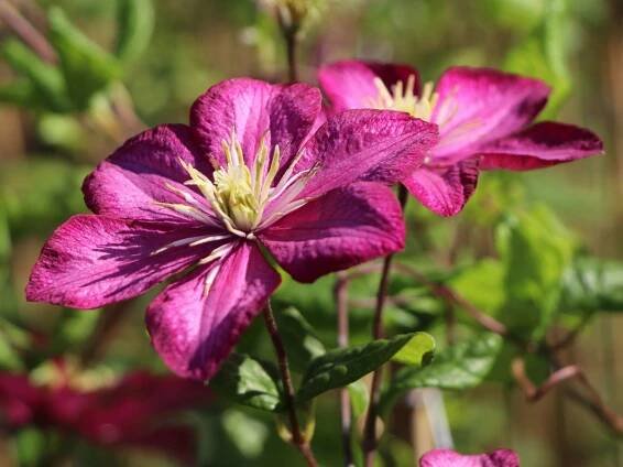 Plamének CLEMATIS Ville De Lyon