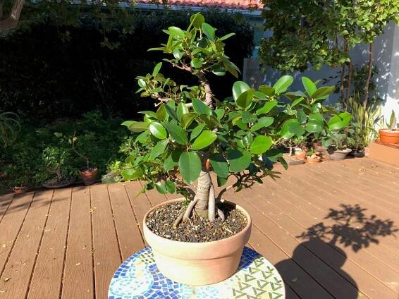 Port Jackson fig (Ficus rubiginosa) – beginBonsai