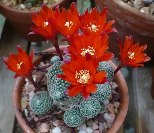 Rebutia