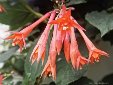 Fuchsie Bonstedt (Fuchsia triphylla), květy, květenství