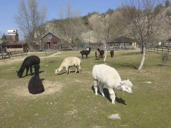Lamacentrum Hády u Brna: Dejte pusu lamě!