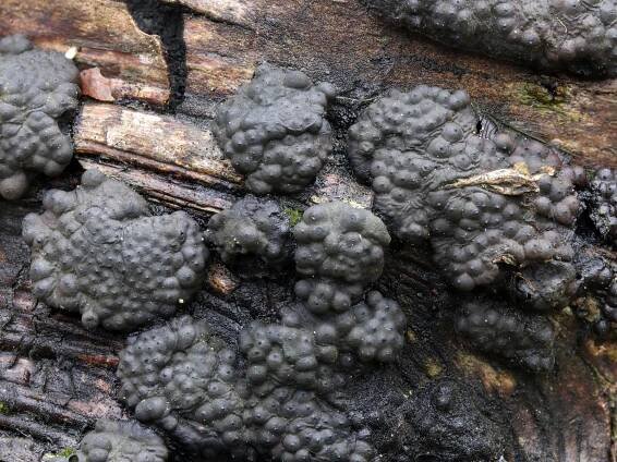 Sordariomycetes - tvrdohouby - myko.cz