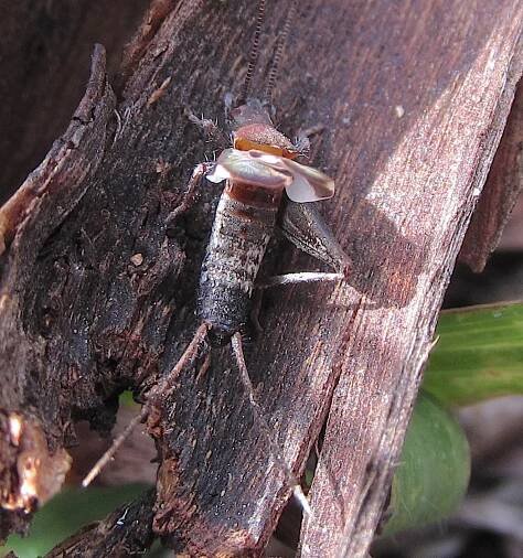 Insects 3 | caperteebirder.com