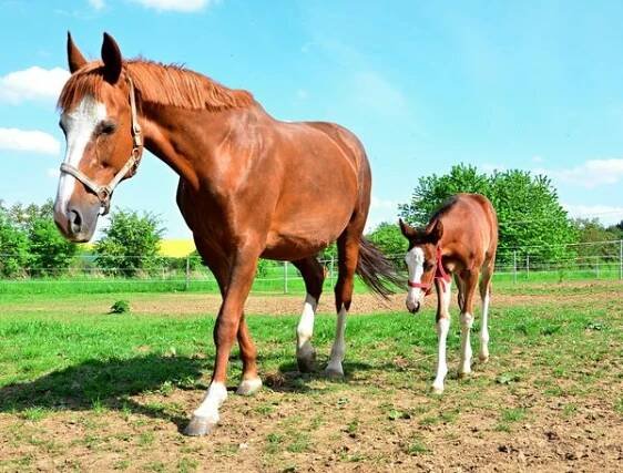 WinnerHorses foto 4