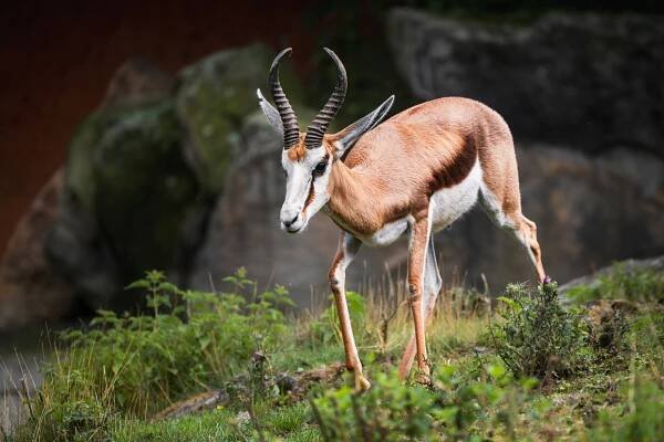 Antilopa skákavá : Safari Park Dvůr Králové