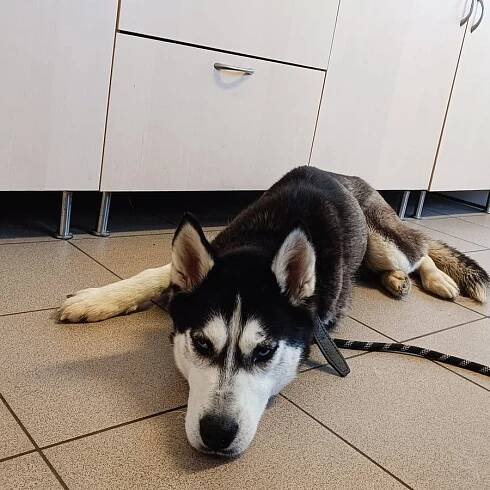 Psi k adopci z útulků, azylů a neziskových organizací