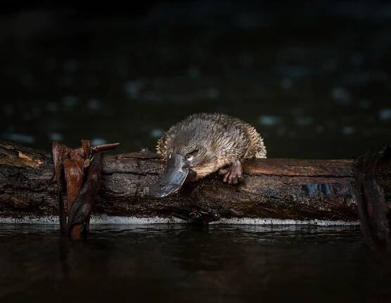 a platypus on a log