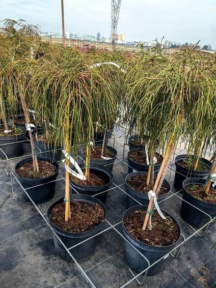 Thuja plicata - Živočišník obrovský WHIPCORD - očkovaný na kmeni