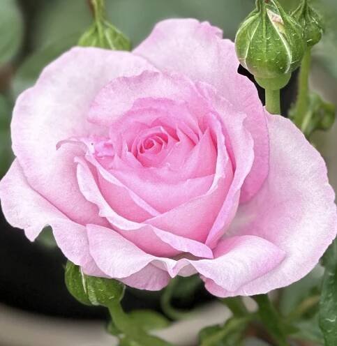 Rose Spark of Life Launch at Chelsea Flower Show