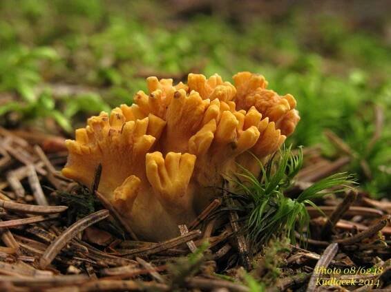 Kuřátka - Ramaria testaceoflava - Kudluv fotoatlas hub