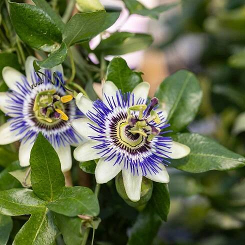 Passiflora caerulea
