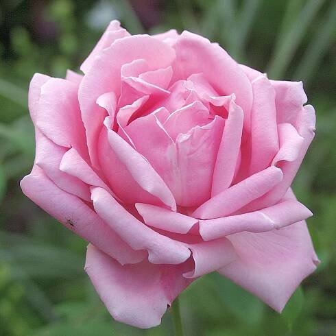 Le projet FloRHiGe : la rose au cœur de l’histoire et de la génétique - Jardins de France