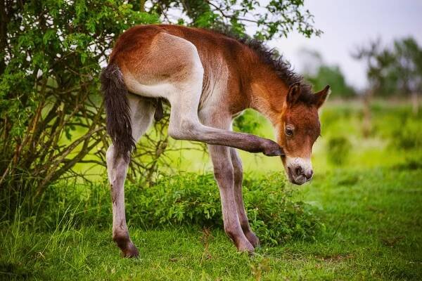 Exmoorský pony – Wikipedie