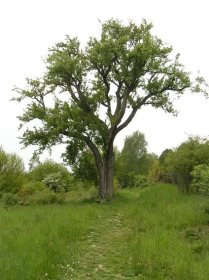 Seznam památných stromů v okrese Semily