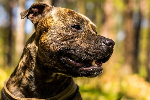 He Lost His Hands and Legs to a Canine Infection. But He Says He’ll ‘Always Love Dogs’