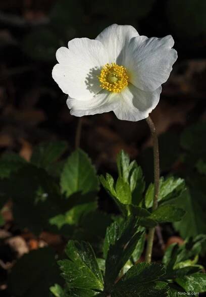 Sasanka lesní (Anemone sylvestris)