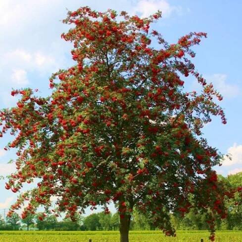 Sorbus aucuparia Edulis (syn. Moravica) | Listnaté dřeviny |Zahradnictví Franc 