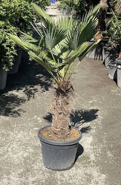 Trachycarpus wagnerianus cca 130 cm 