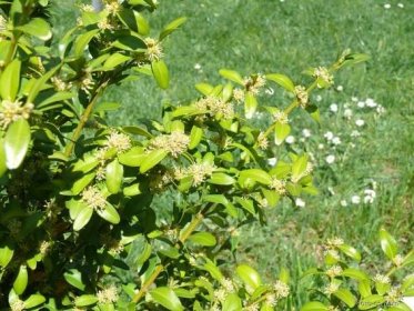 Zimostráz vždyzelený (Buxus sempervirens)