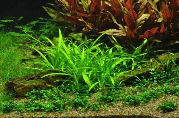 Sagittaria subulata - Šípatka šídlatá