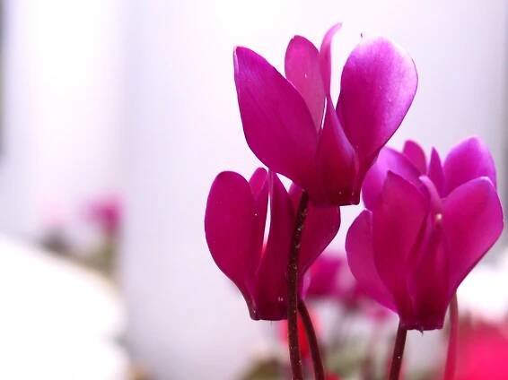 Brambořík Cyclamen persicum