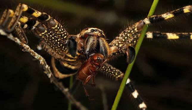 Soubor:Beautiful Badge Huntsman with beetle - Flickr - patrickkavanagh.jpg