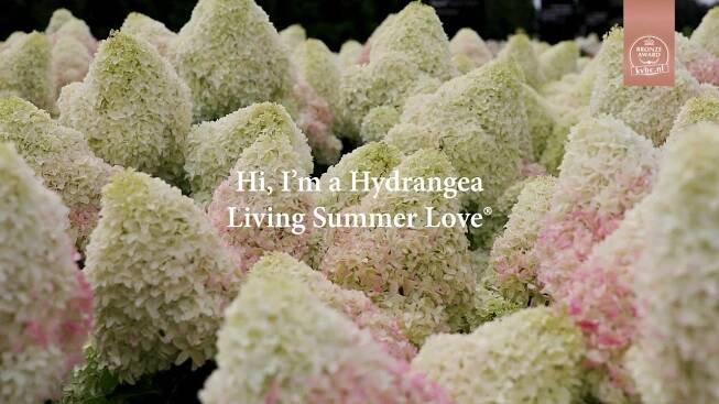 Hortenzie kytice LIVING SUMMER LOVE CUKIERKOVÁ Latinský název hydrangea paniculata