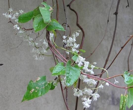 Fallopia aubertii