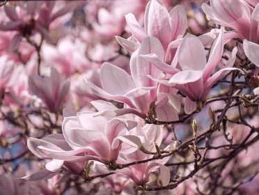 Magnólie (Magnolia officinalis) - VMD drogerie a parfumerie