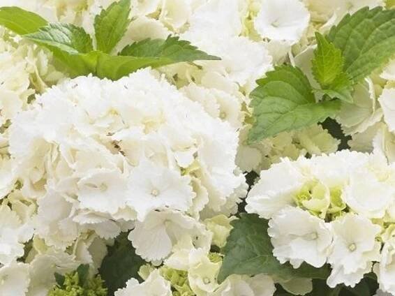 little white