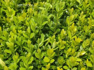 Krušpán vždyzelený | Buxus sempervirens - Záhradníctvo ABIES