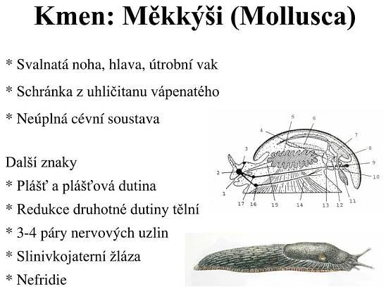 PPT - Kroužkovci (Annelida) Měkkýši (Mollusca) Členovci (Arthropoda) PowerPoint Presentation - ID:5984268