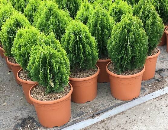 Thuja orientalis 'Aurea Nana'